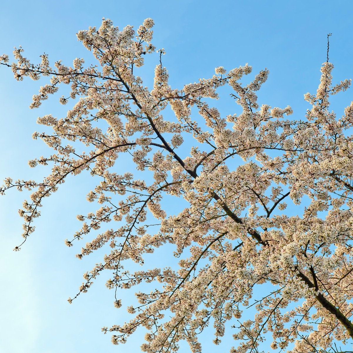 Blossom branch