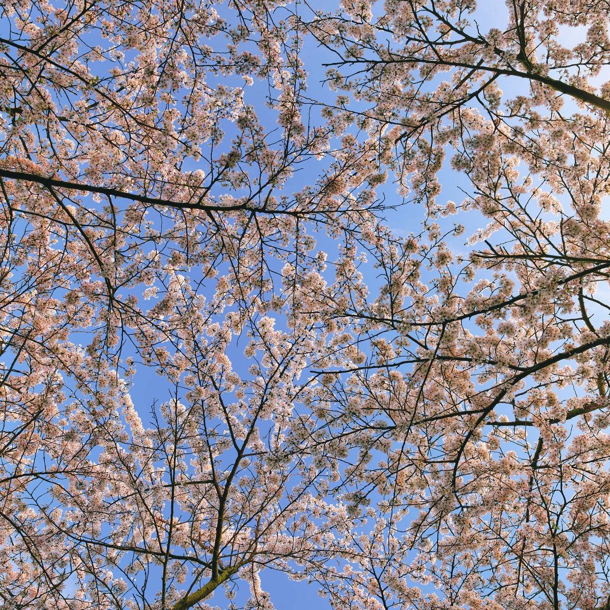 Des branches fleuries en pleine floraison