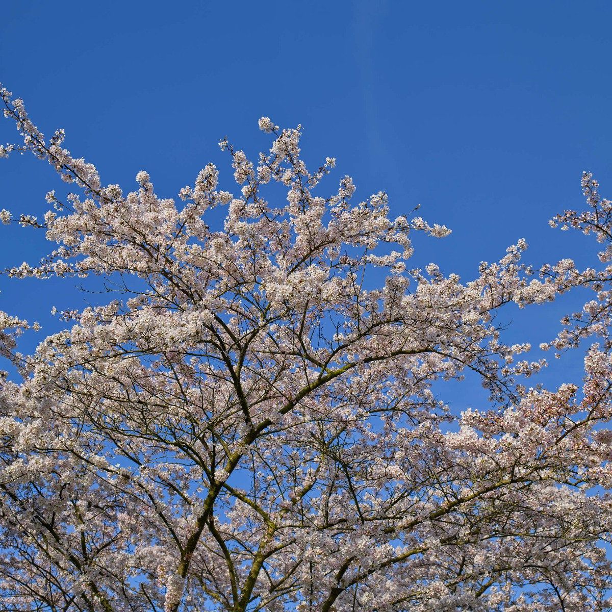 Bloesem met blauwe lucht