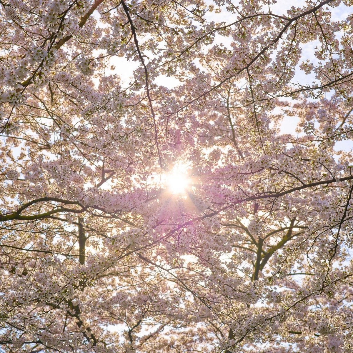 S'épanouir au soleil