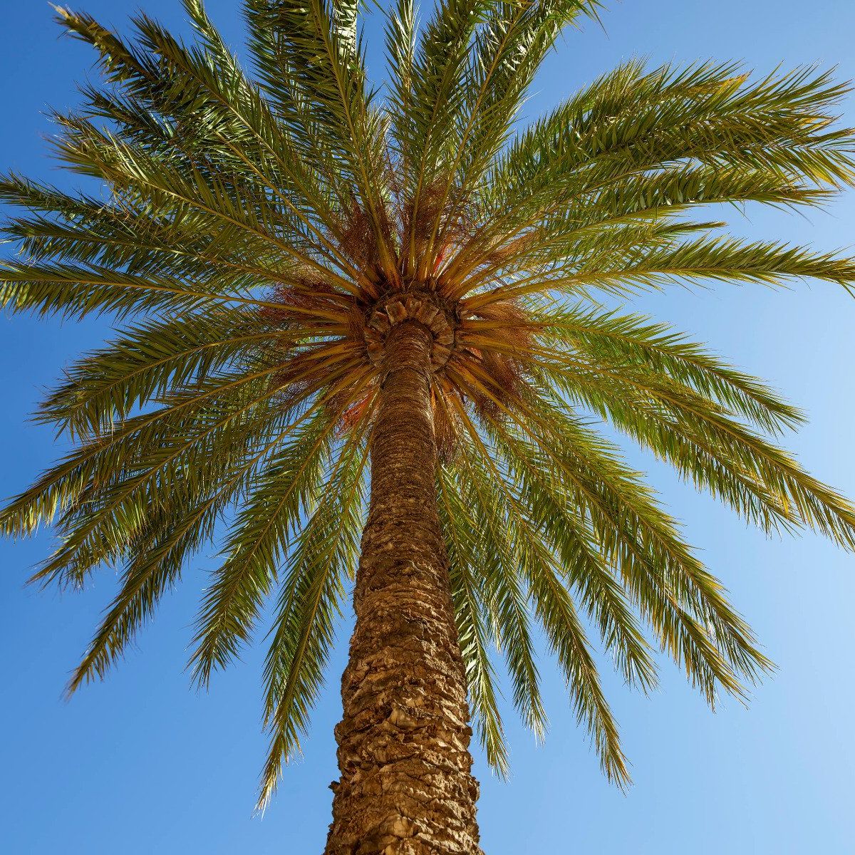 Detailed Palm Tree