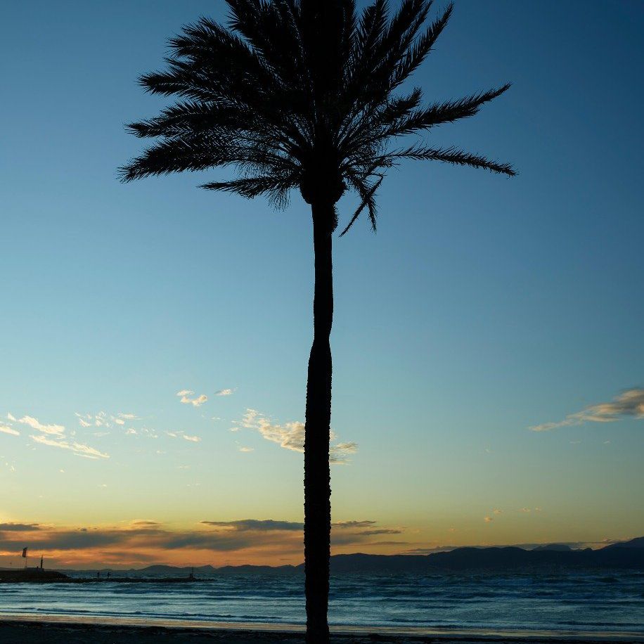 Palm tree at sunset