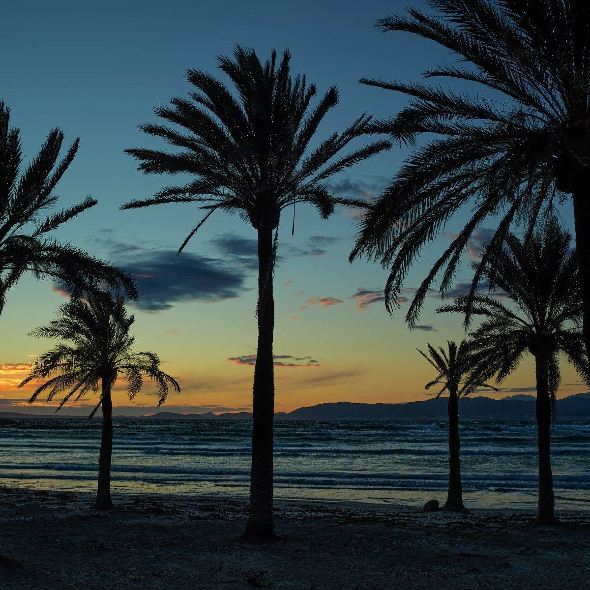 Palmbomen bij zonsondergang