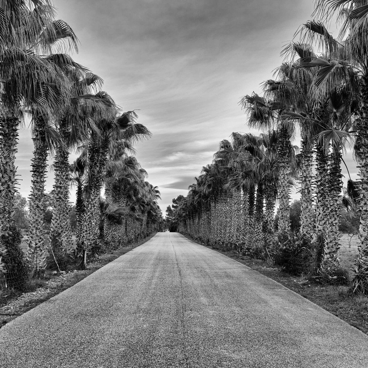 Straat met palmbomen