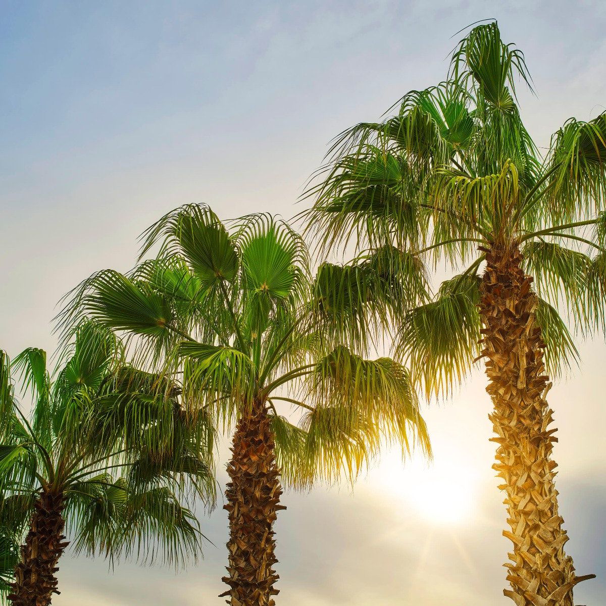 Palm trees with sun