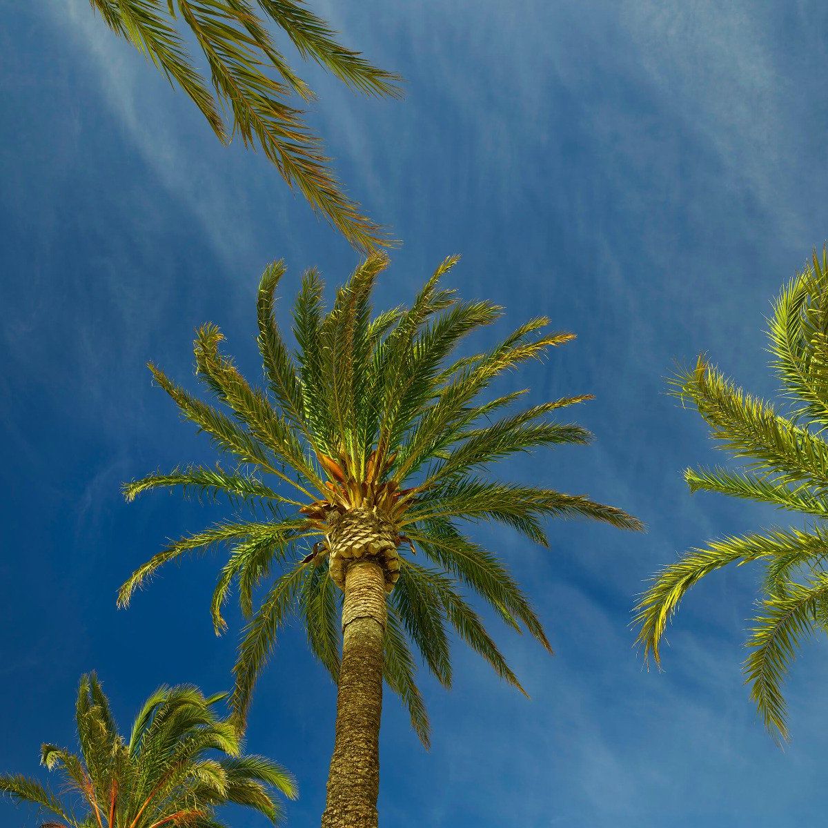 Palmbomen in de wind