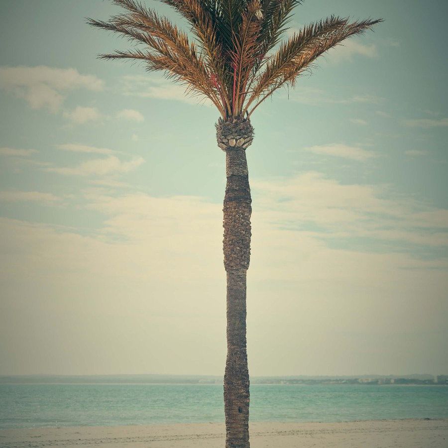 Vintage palm tree