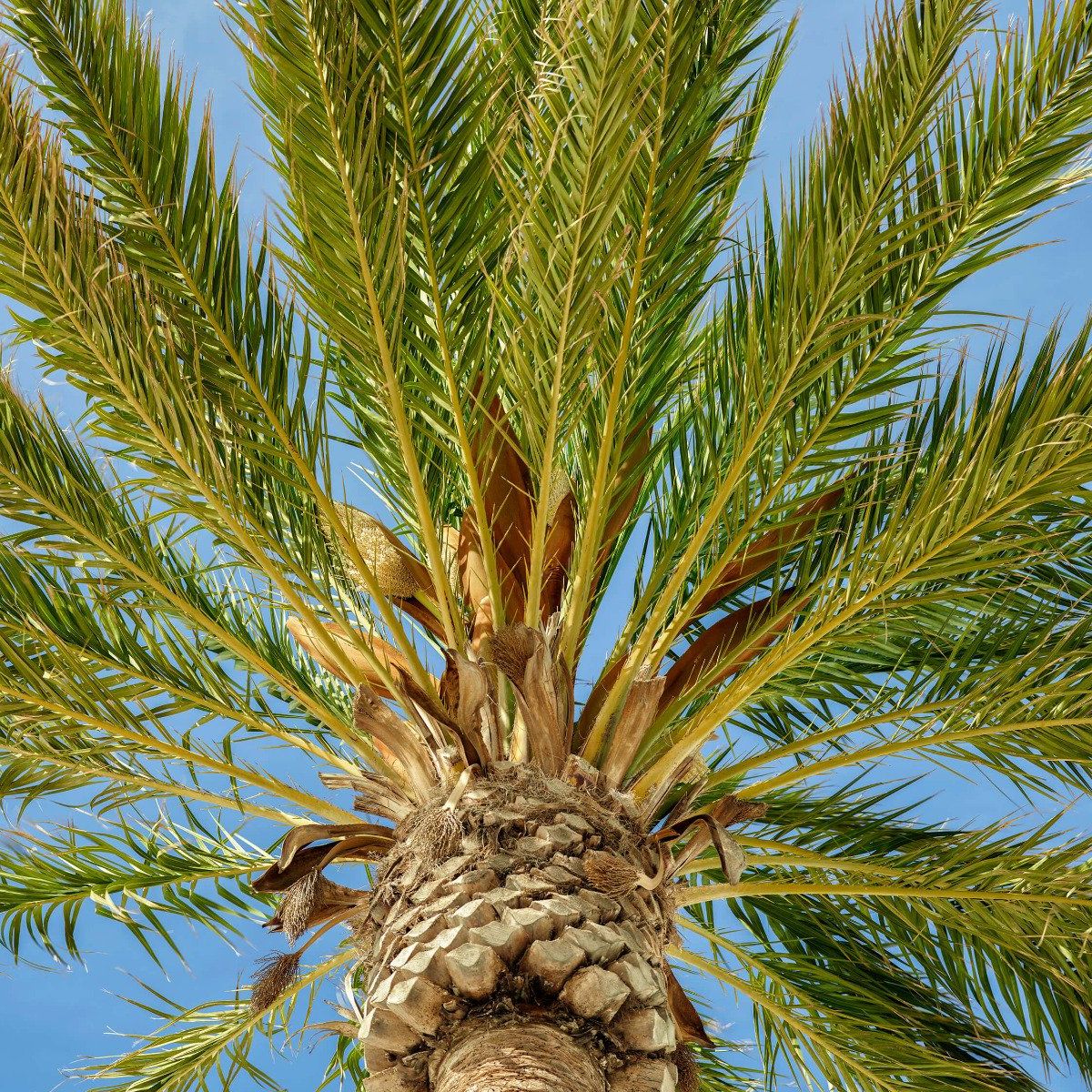 Tropical palm tree