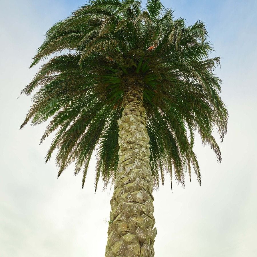 Palm