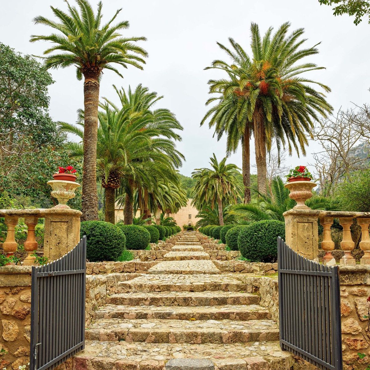 Palm trees along stone steps