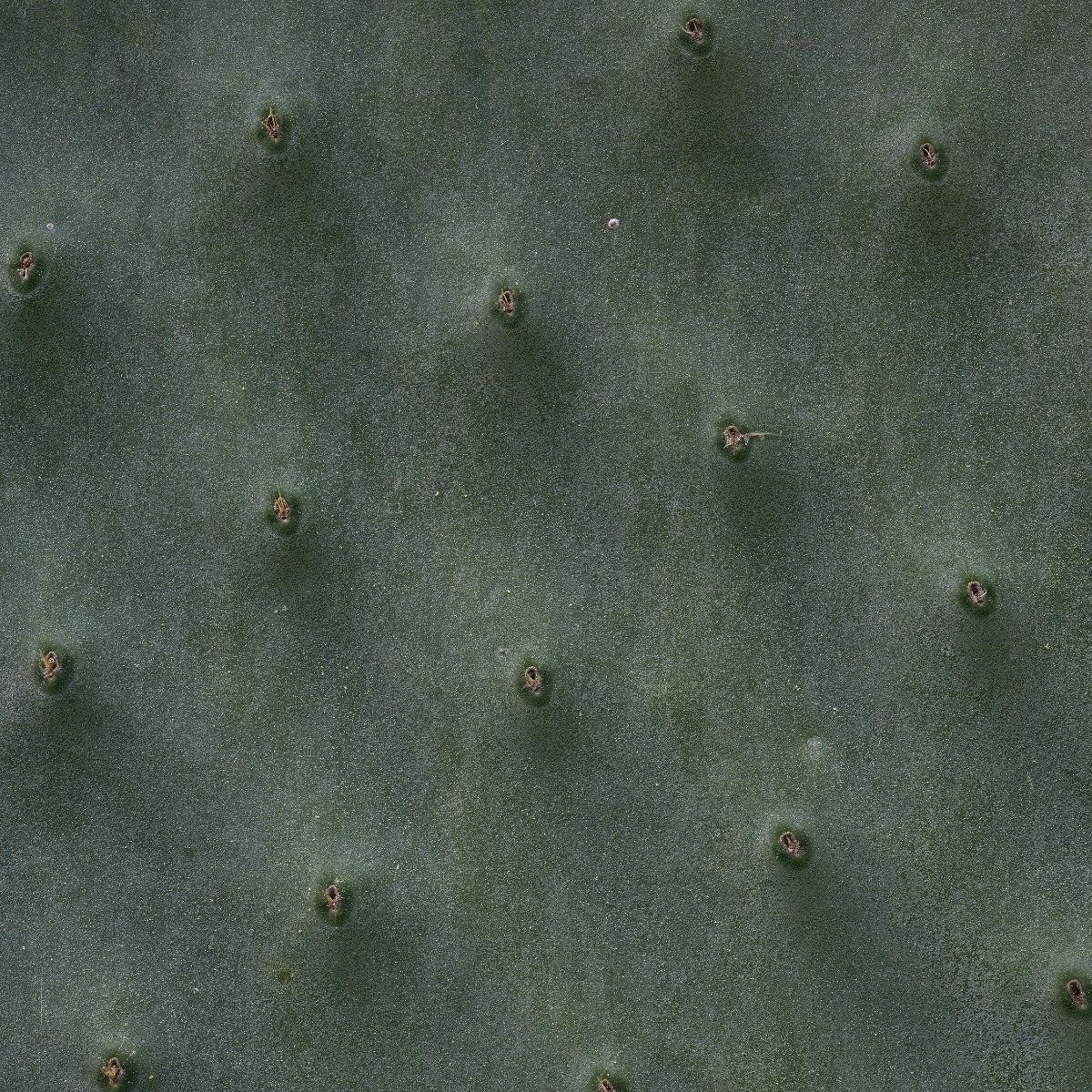 Close-up cactus