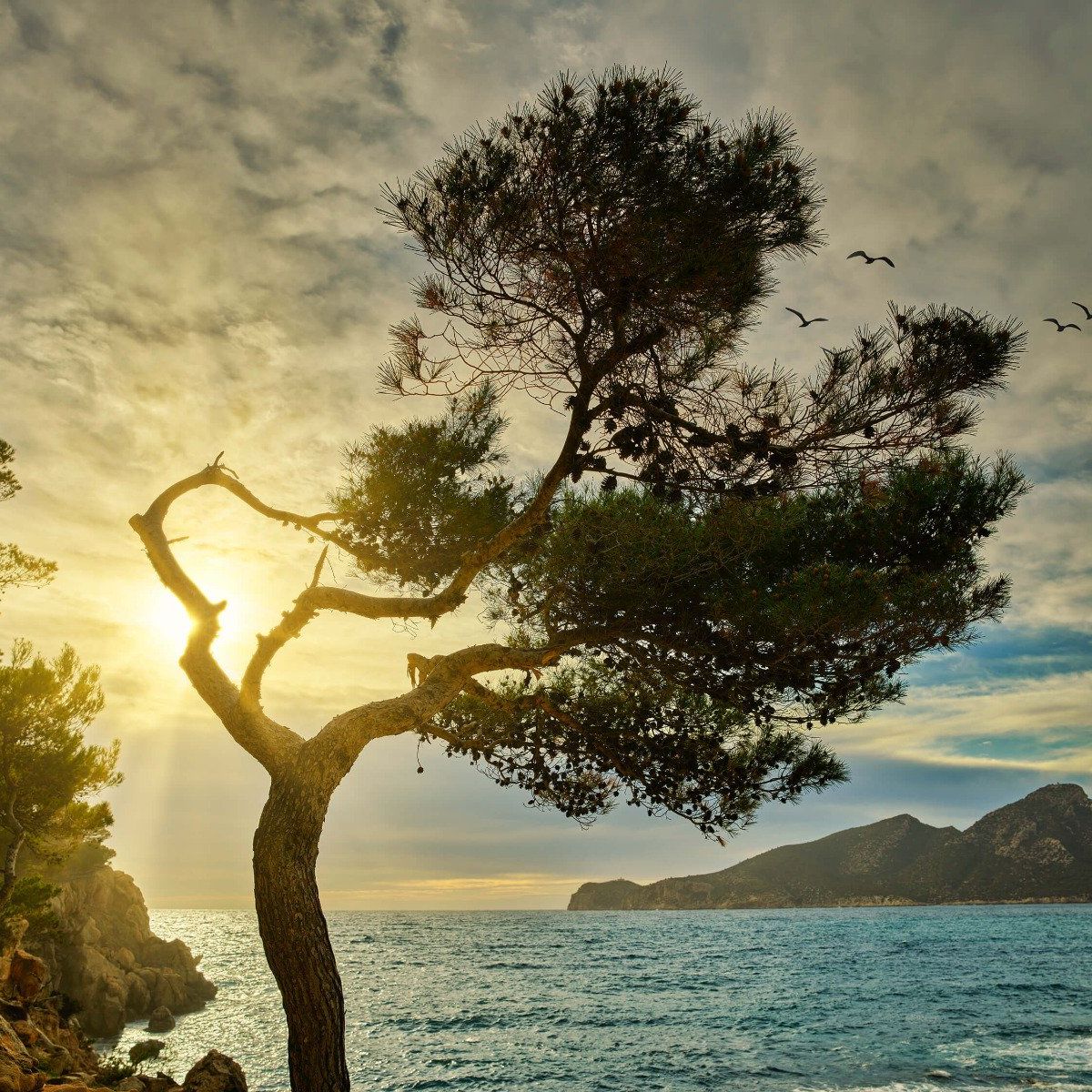 Arbre courbé