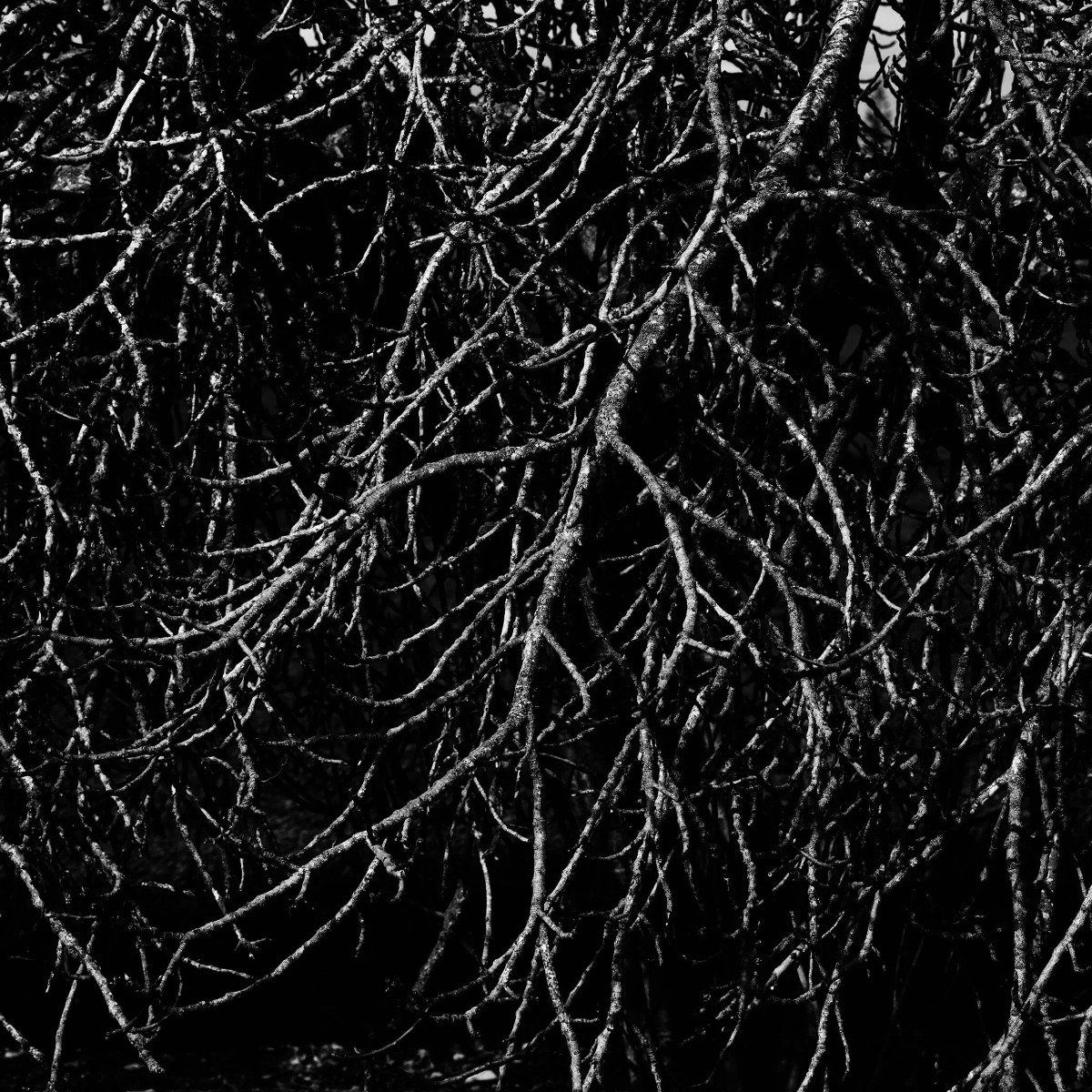 Branches d'arbres en noir et blanc