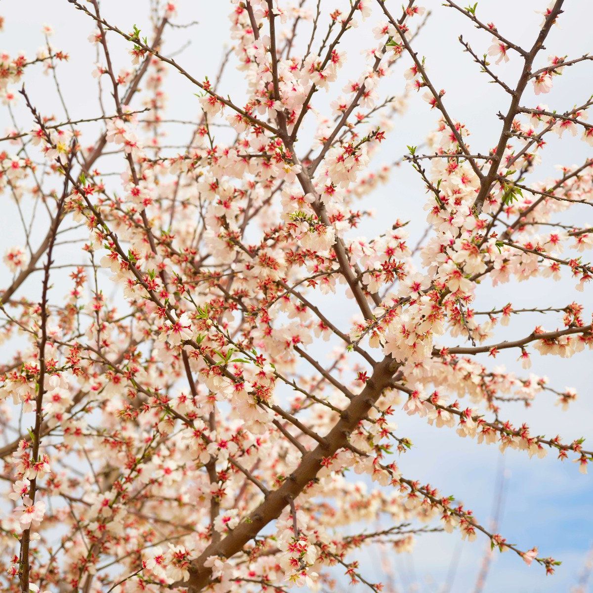 Spanish blossom