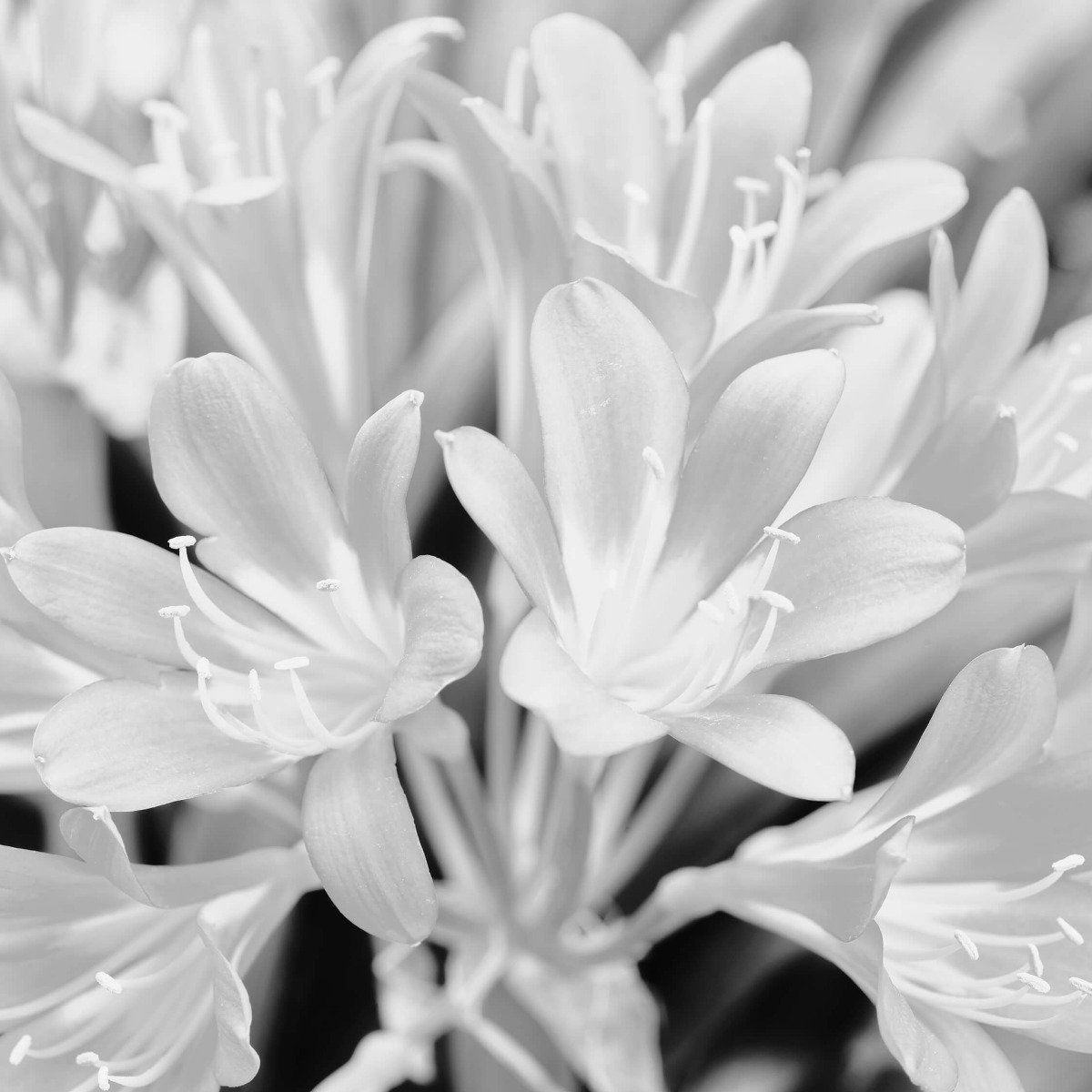 Flowers in bloom, black and white