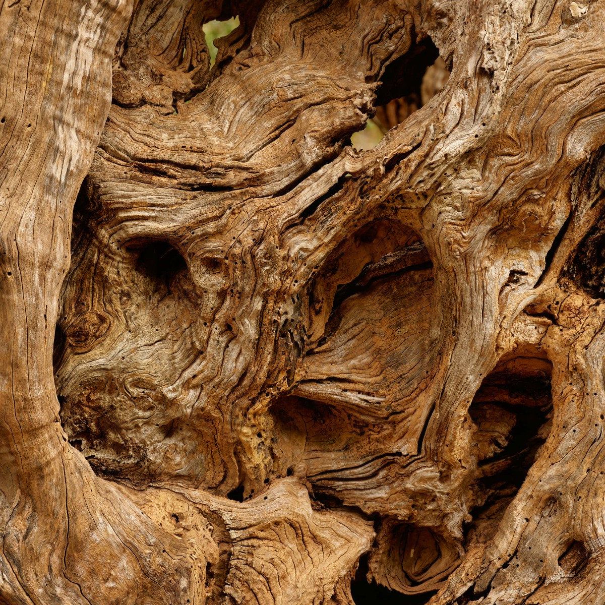 Gros plan sur un vieil arbre