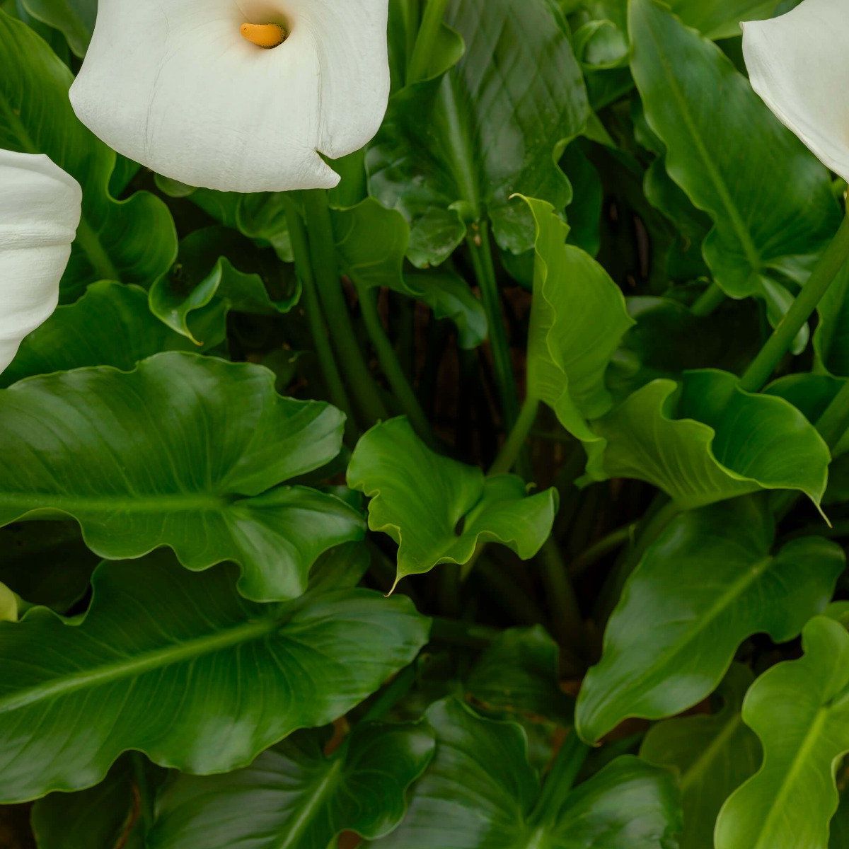 Witte kelkbloemen
