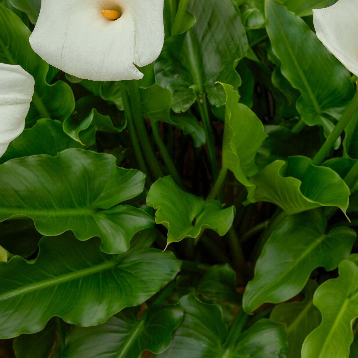 Fleurs de calice blanc