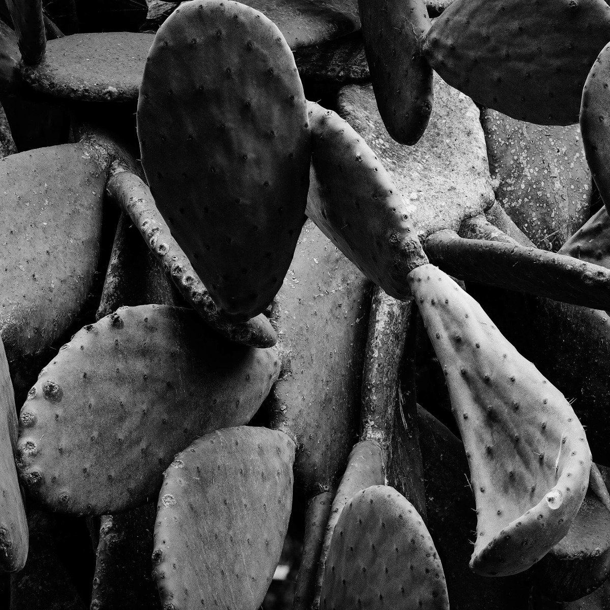 Cactus, black and white