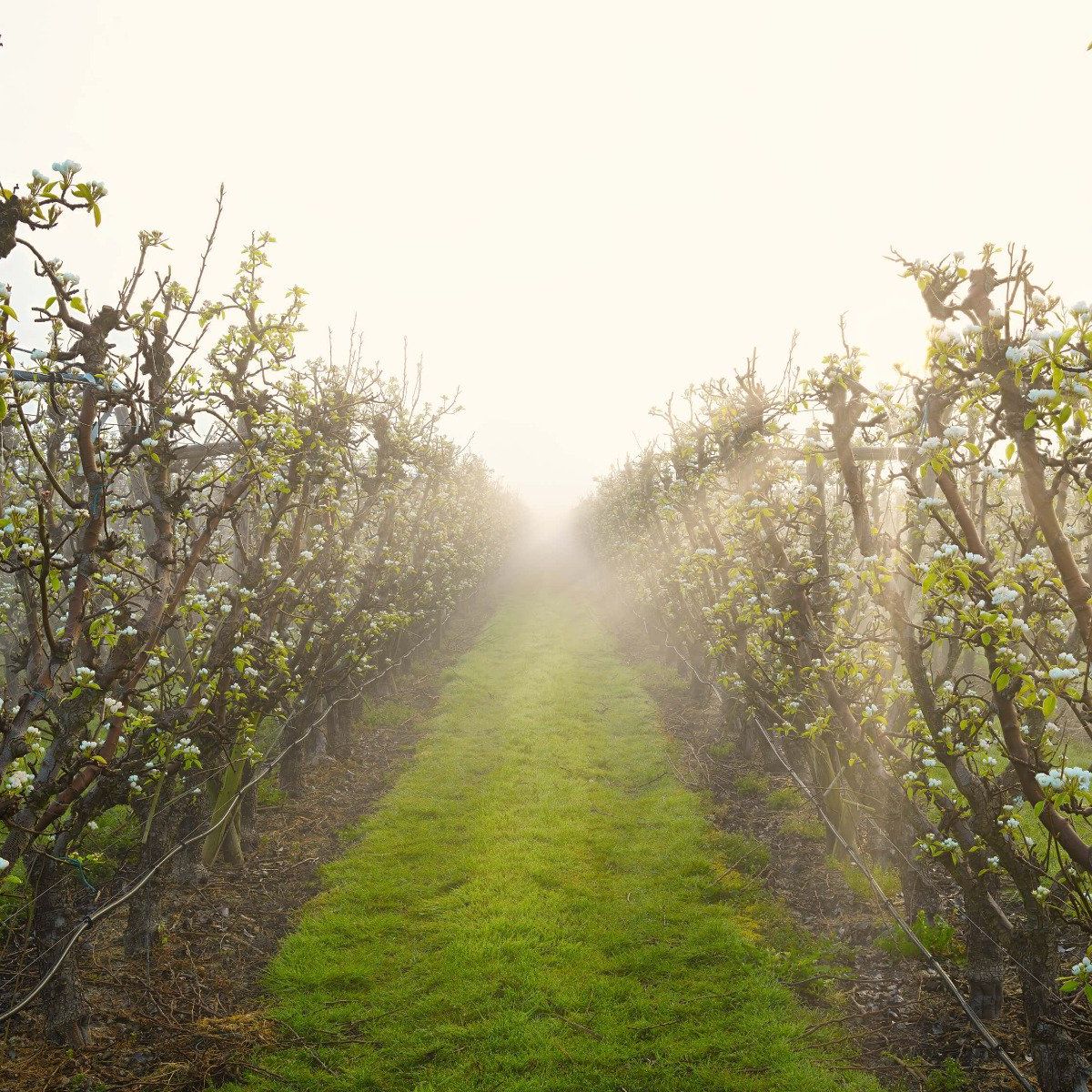 Birnenblüte im Nebel bei Sonnenaufgang