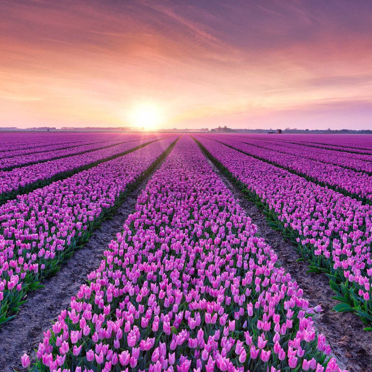 Champ de tulipes au lever du soleil