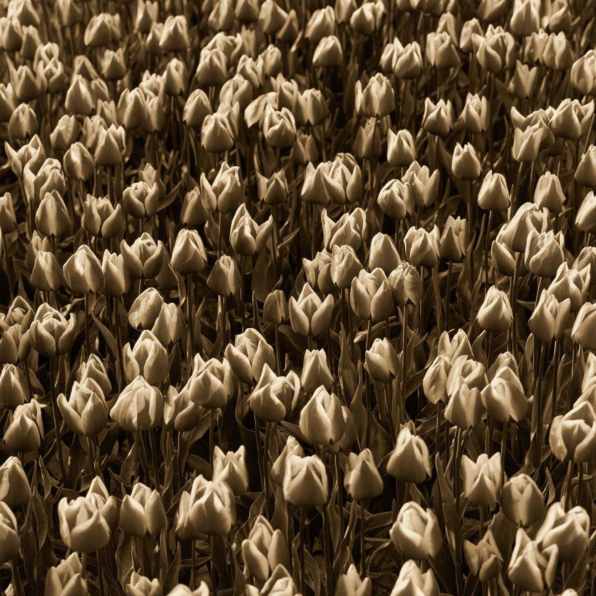 Gouden tulpen