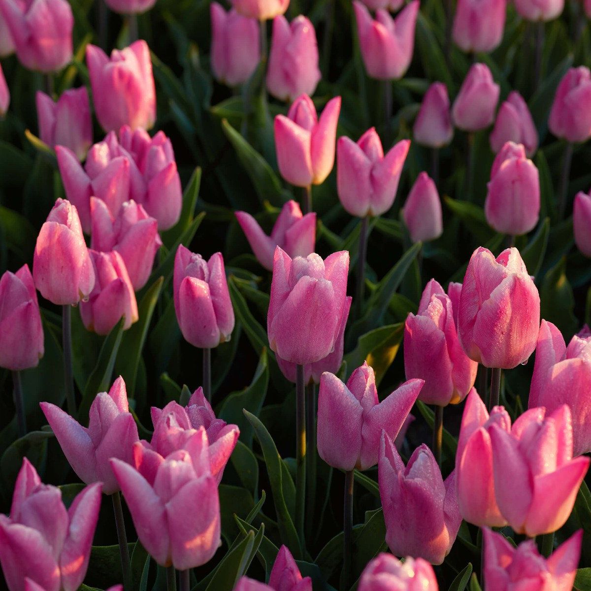 Tulipes