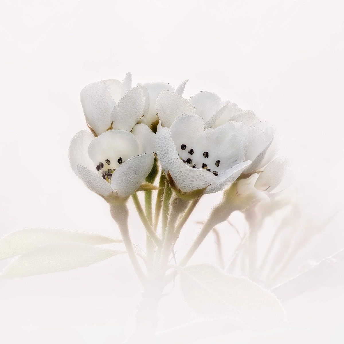 Pear blossom close-up