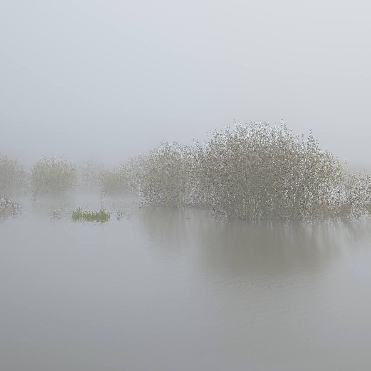 Mist in natuurgebied