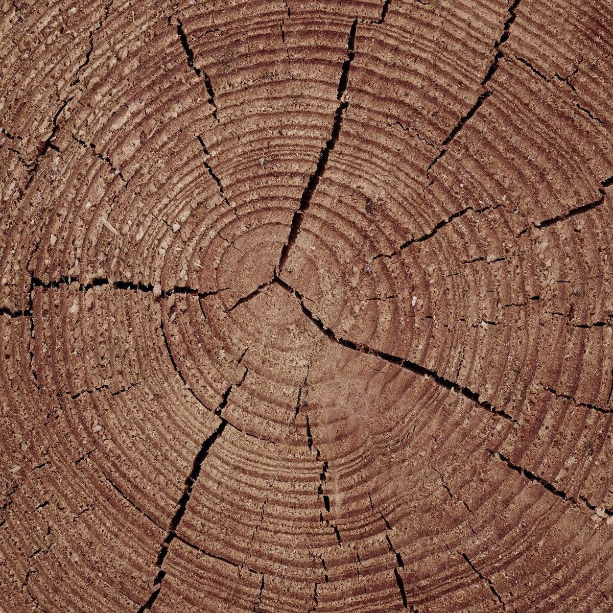 Trunk with annual rings