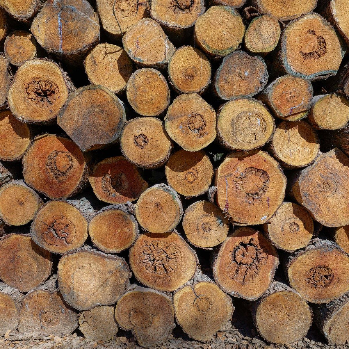 Pile de troncs d'arbres