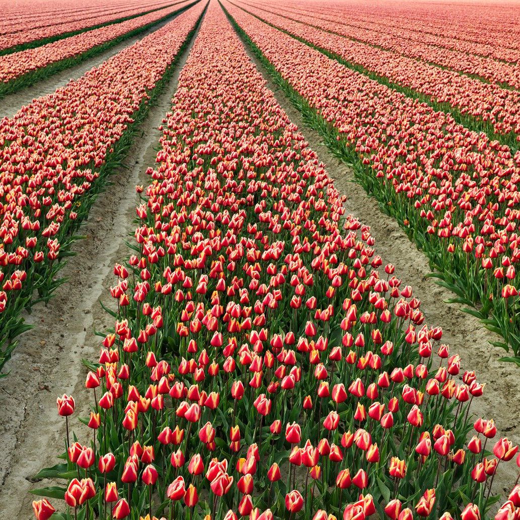 Colourful tulip field