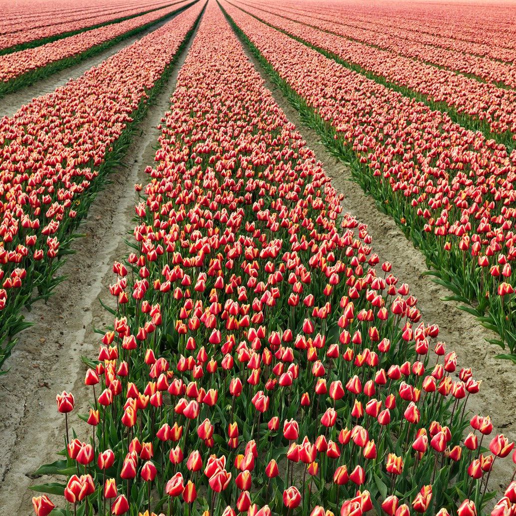 Champ de tulipes colorées