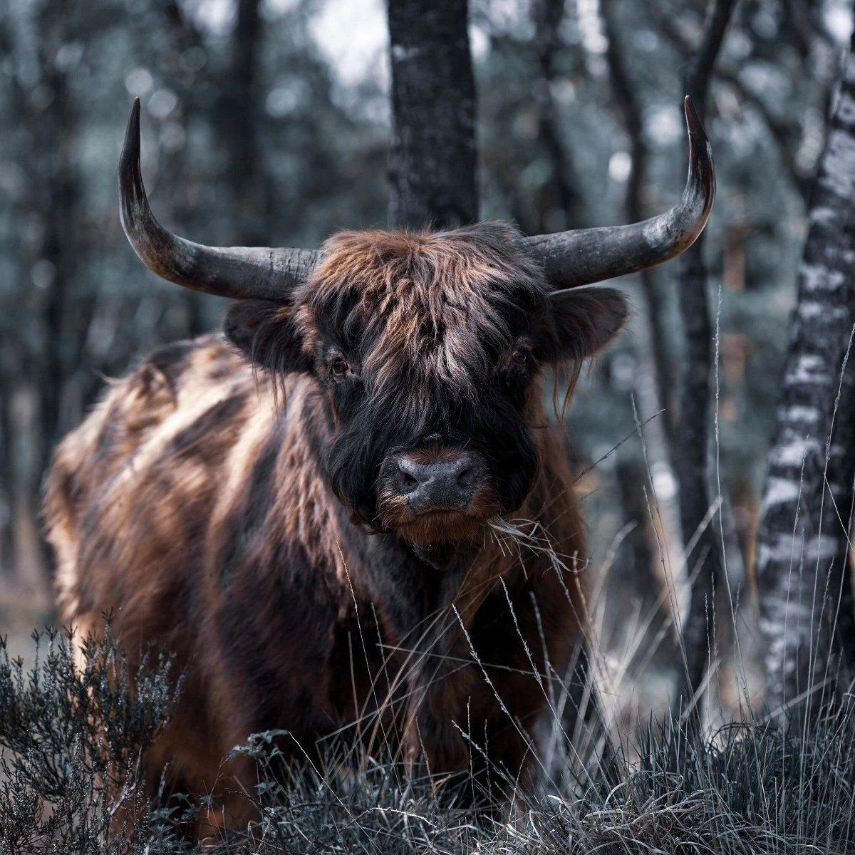 Scottish Highlander