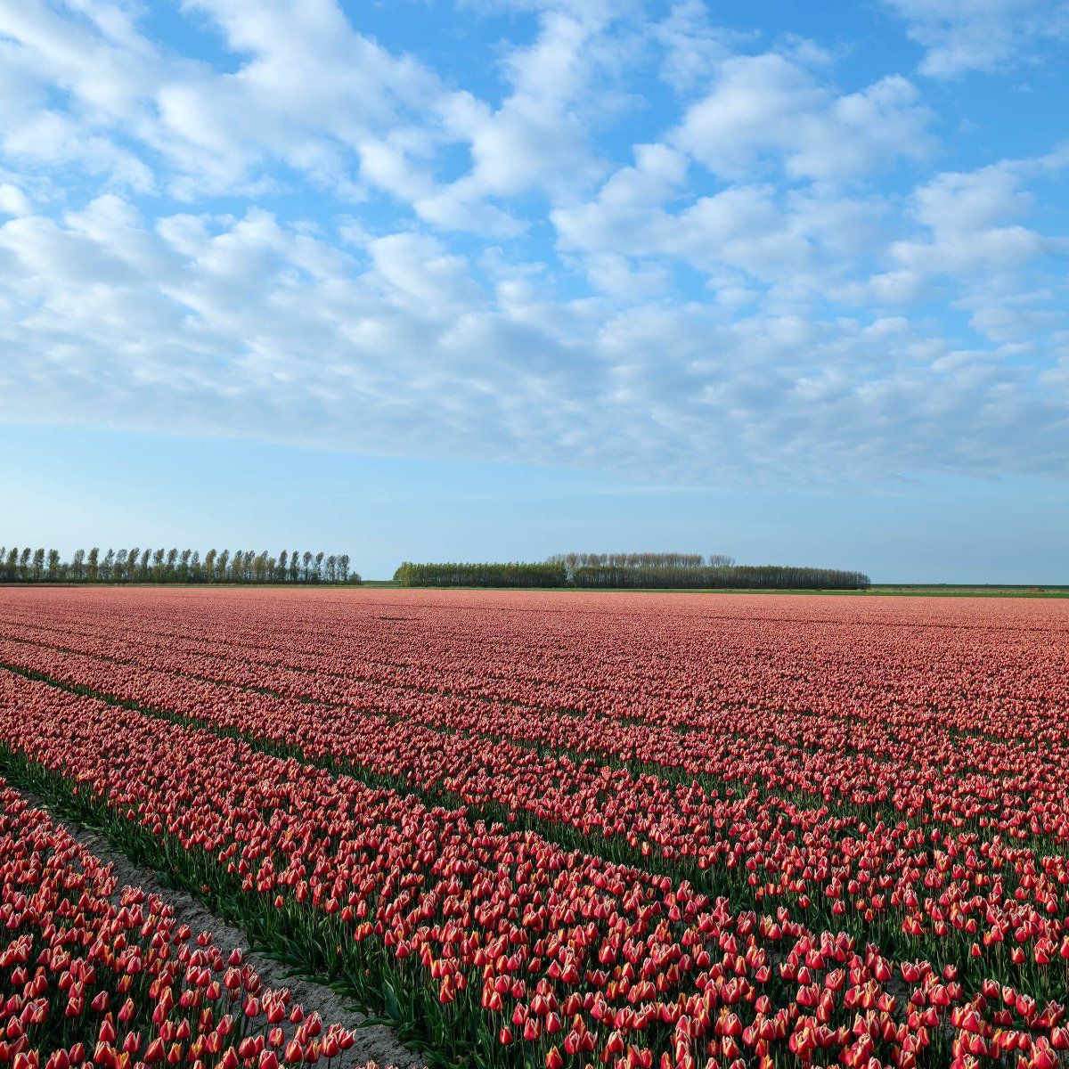 Champ de tulipes avec de beaux nuages