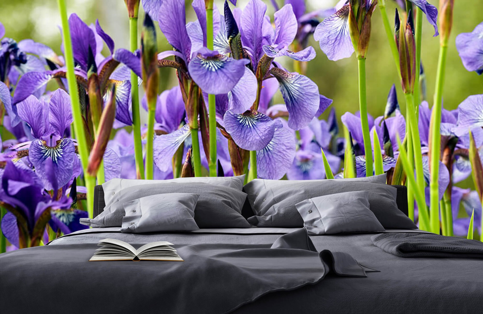 Flower fields - Irises  - Bedroom 18