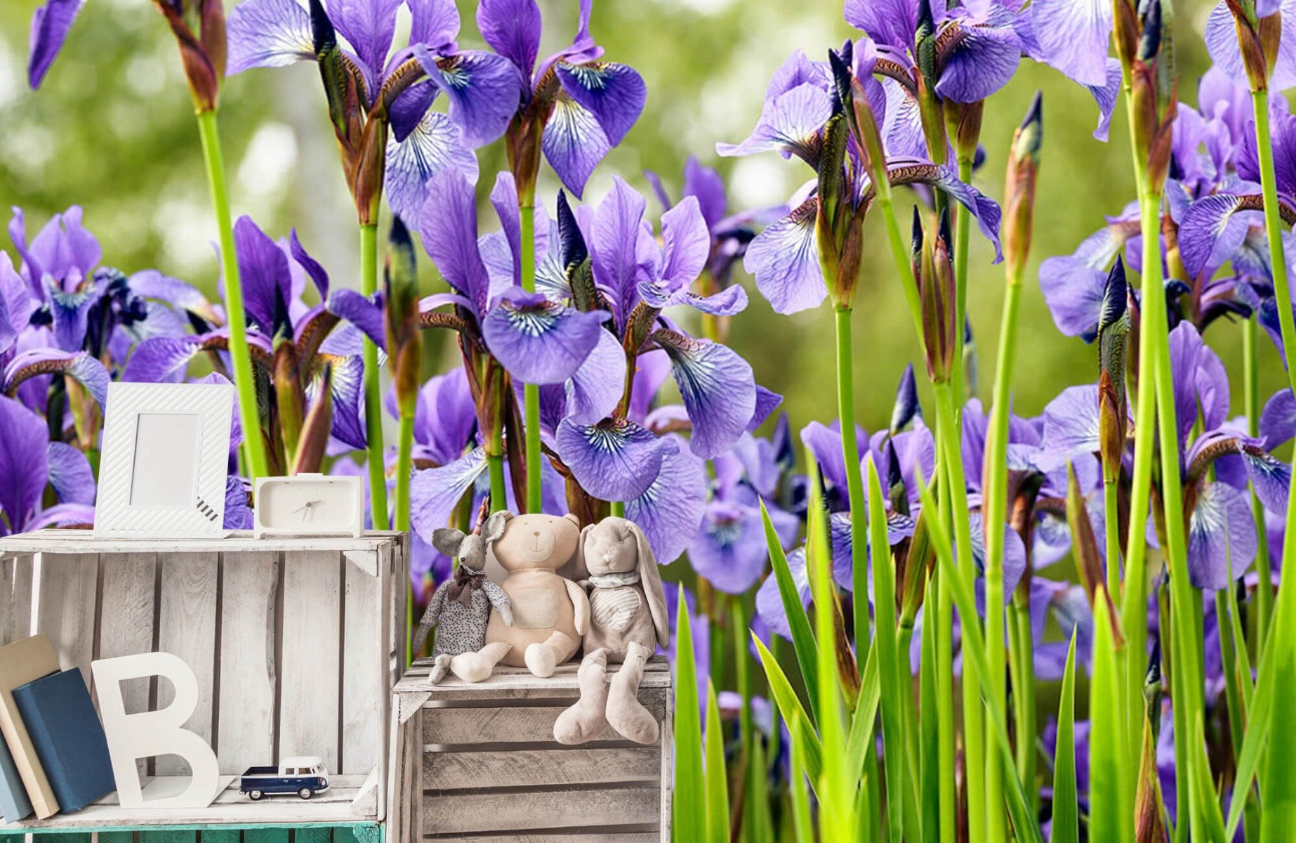 Flower fields - Irises  - Bedroom 1