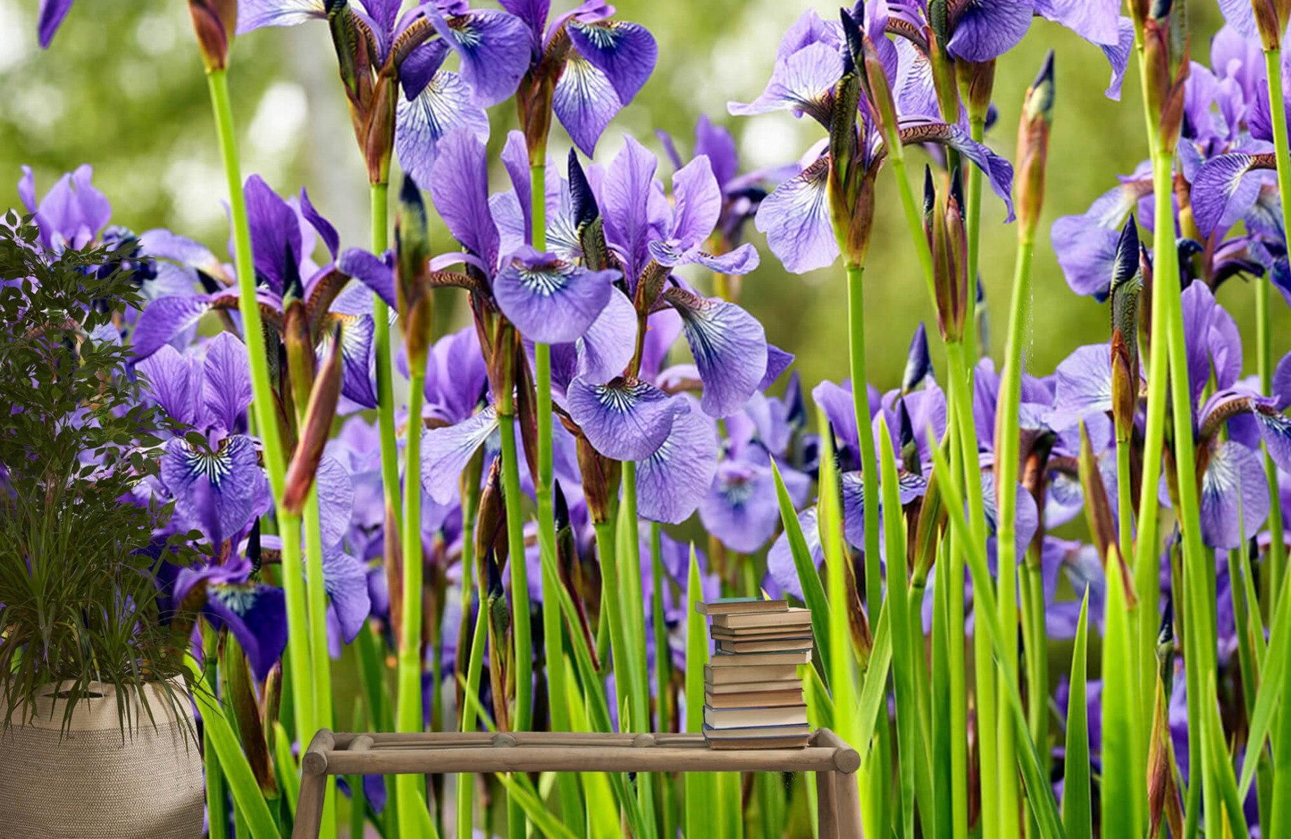Flower fields - Irises  - Bedroom 20