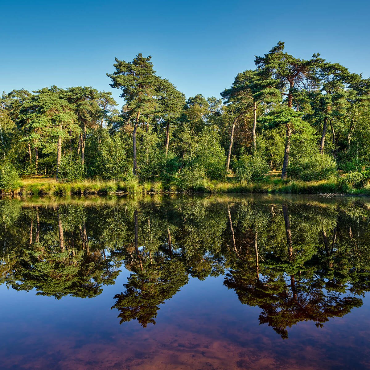 Reflection in woodland marsh