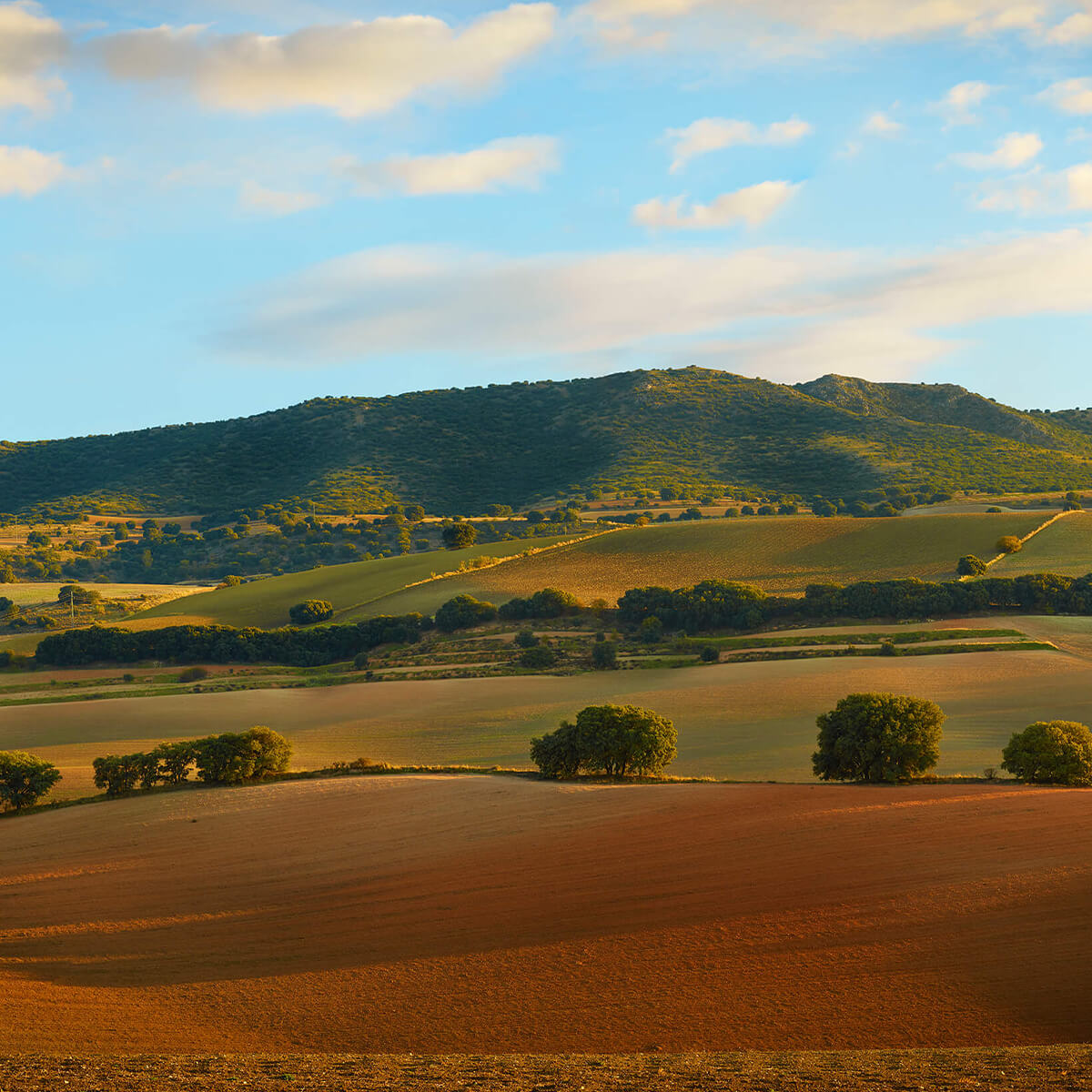 Paysage de collines