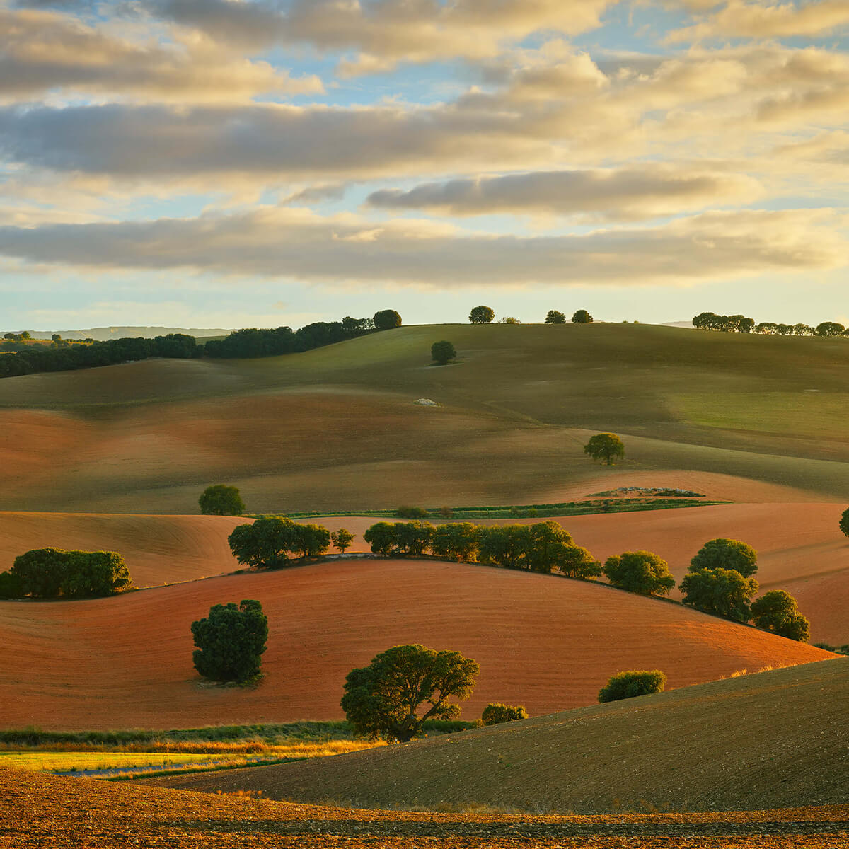 Hilled landscape