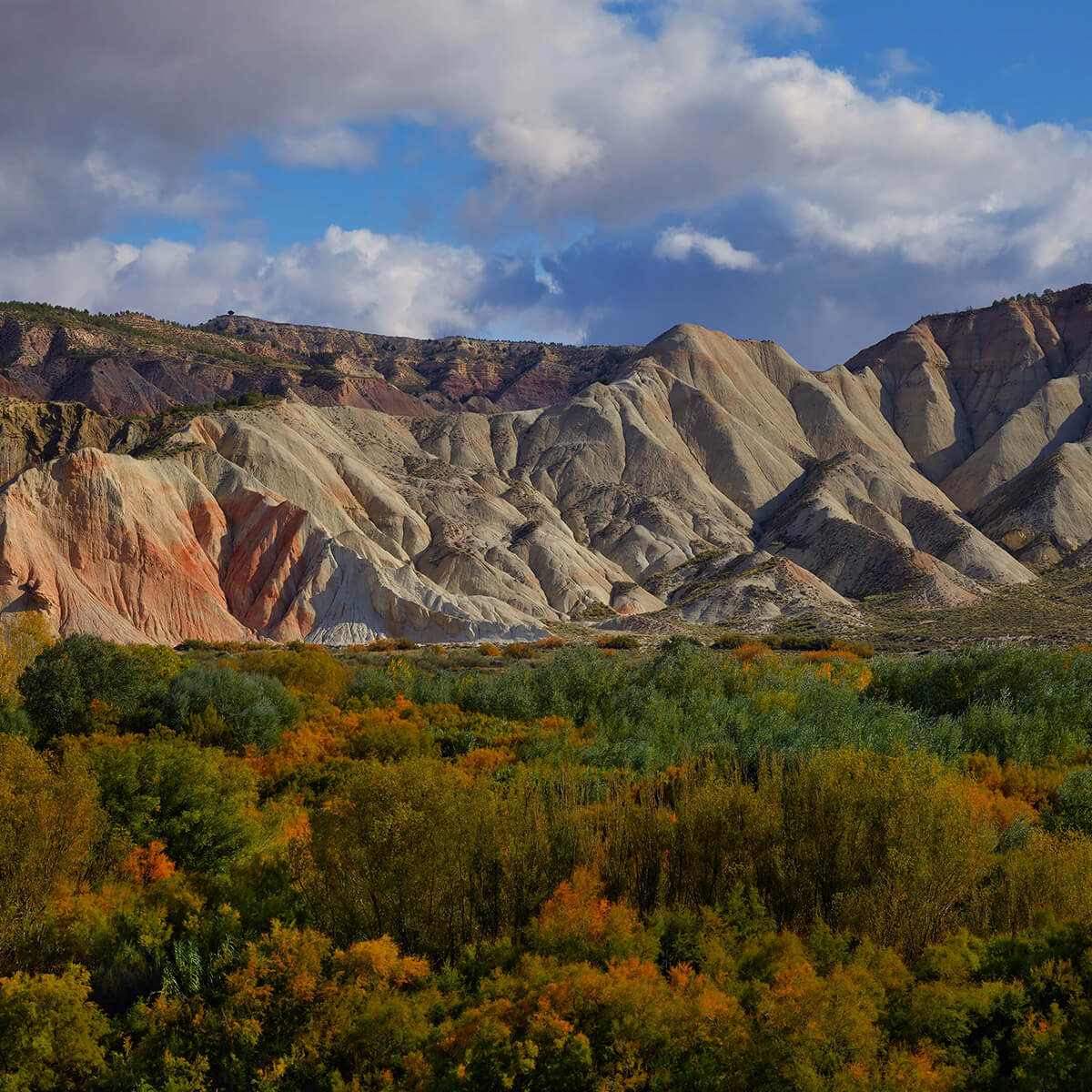 Forêt colorée avec des montagnes ensoleillées