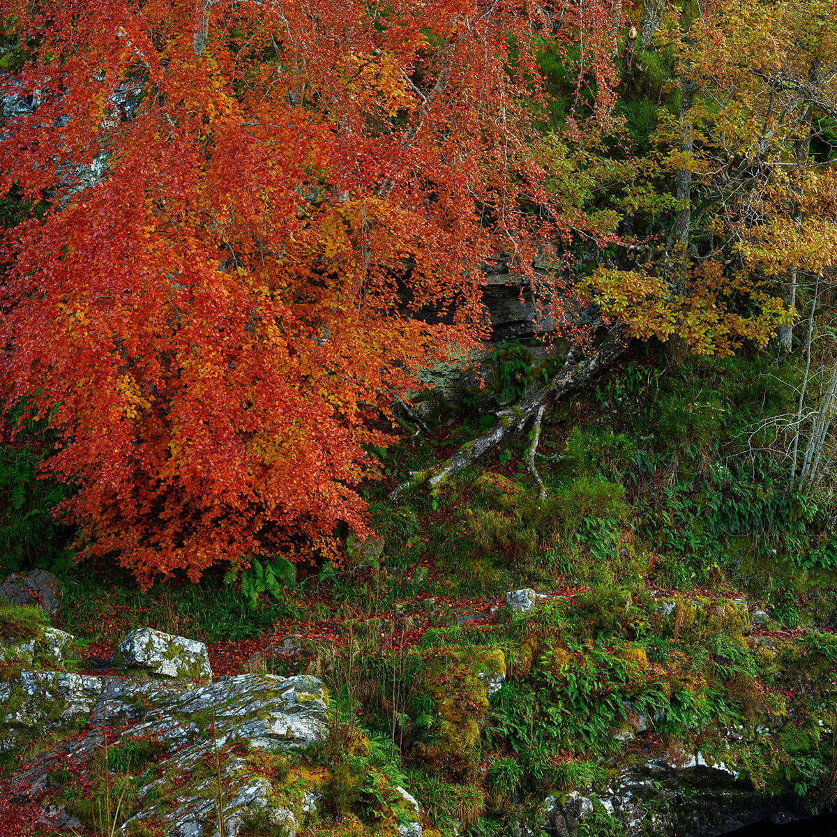 Herbstliche Wand