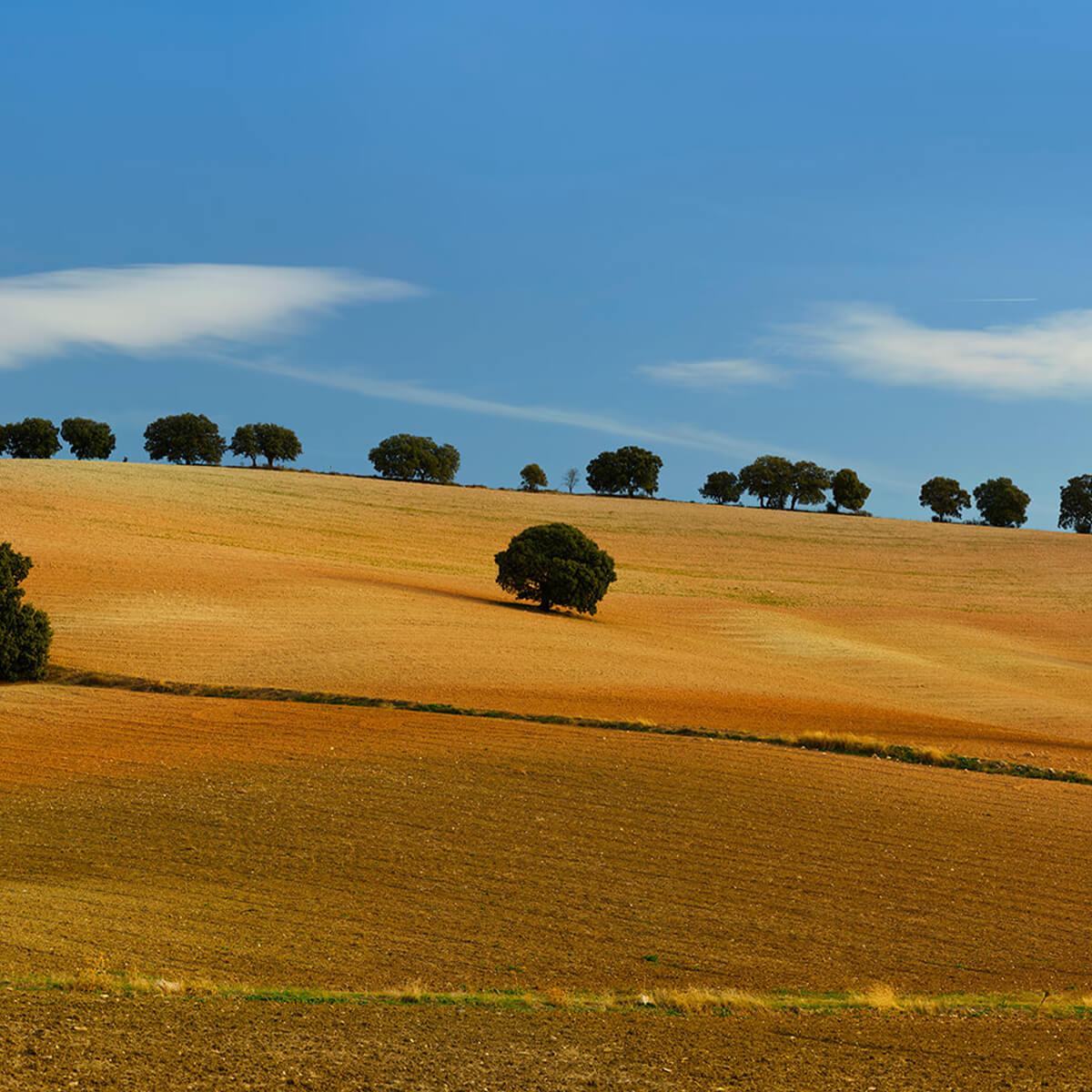 Les arbres dans le paysage espagnol