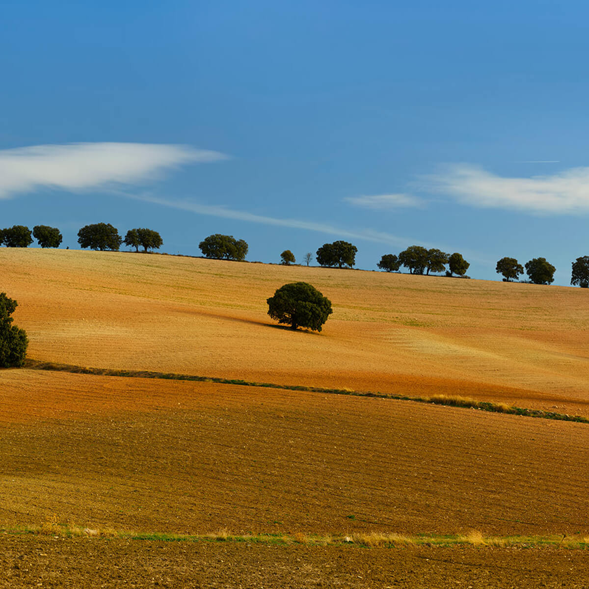 Bomen in Spaans landschap