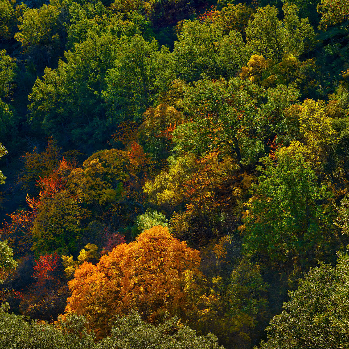 Herfstkleuren op een berg