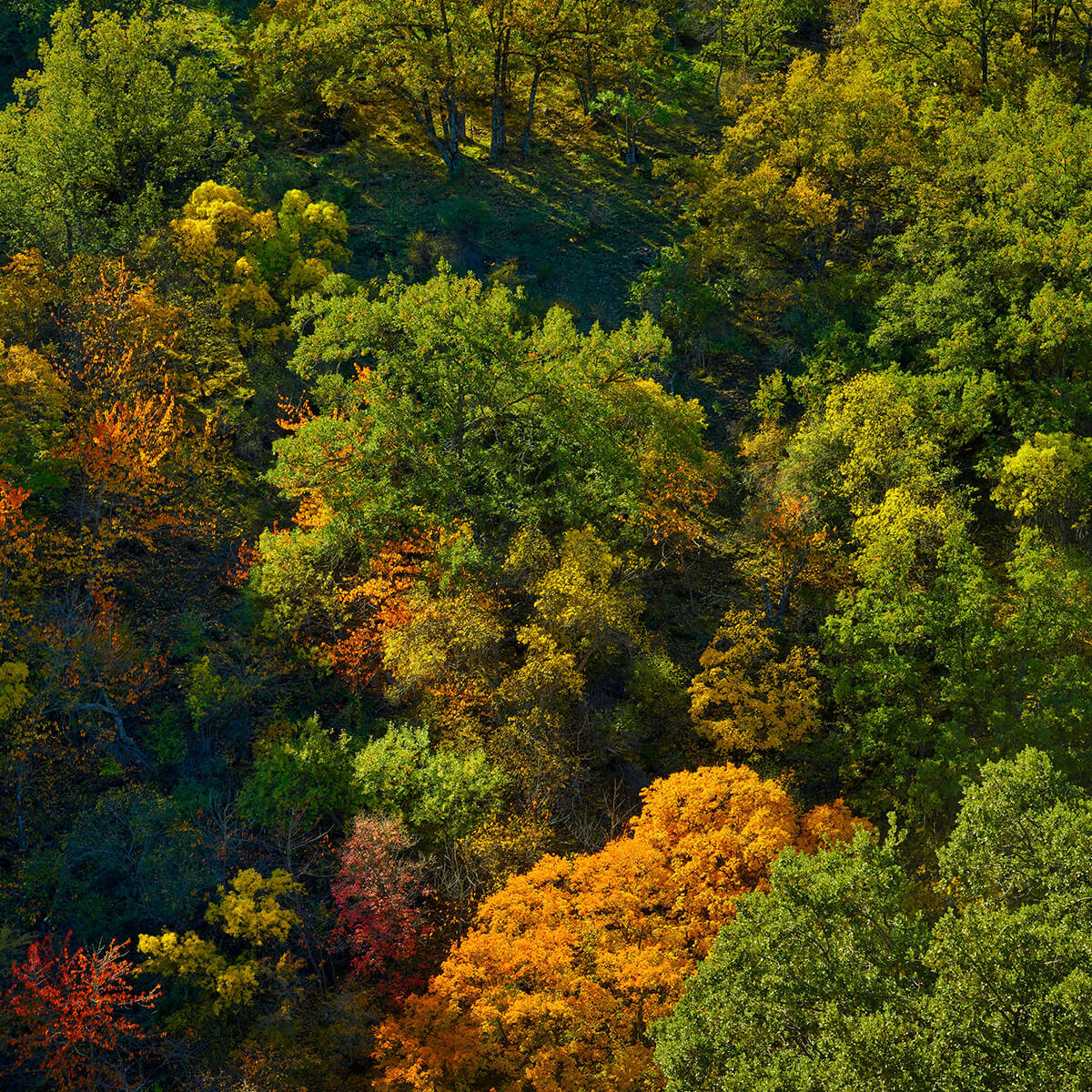 Bomen met herfstkleuren