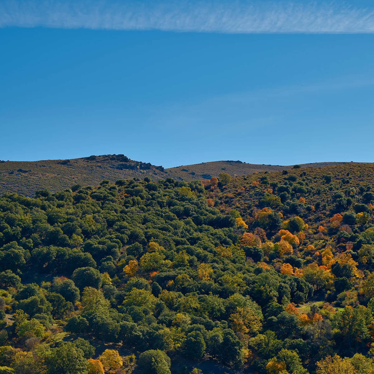 Der Herbst in den Bergen