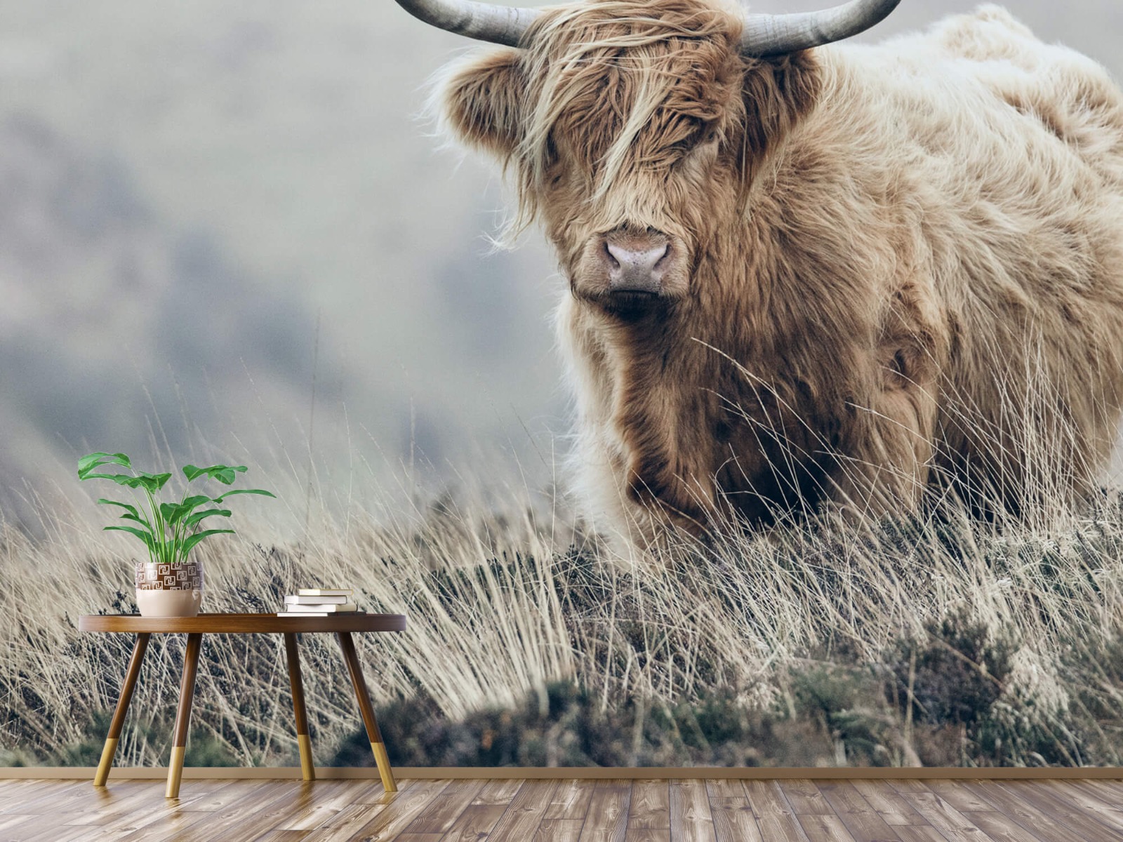 Highland Cattle - Scottish Highlander in nature - Living room 4