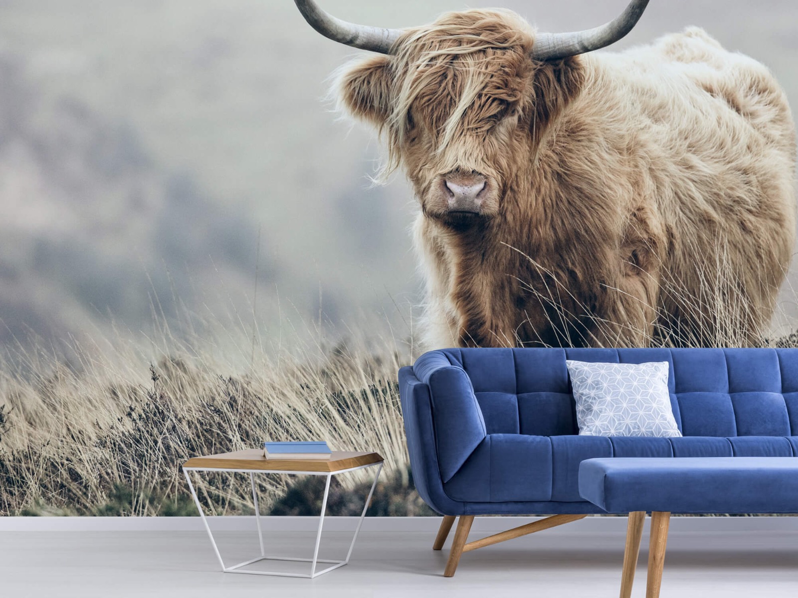 Highland Cattle - Scottish Highlander in nature - Living room 5